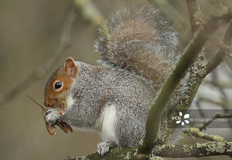 可爱的灰松鼠坐在梧桐树上，冬天吃它的种子图片素材