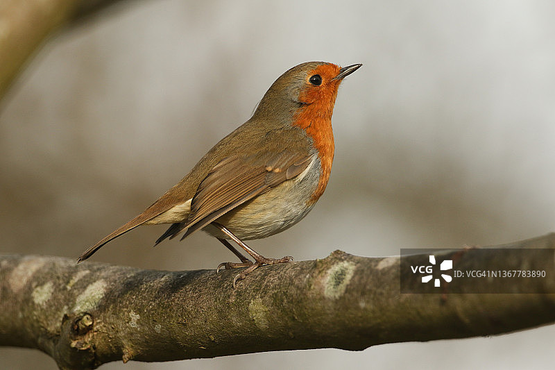 冬季栖息在树枝上的知更鸟图片素材