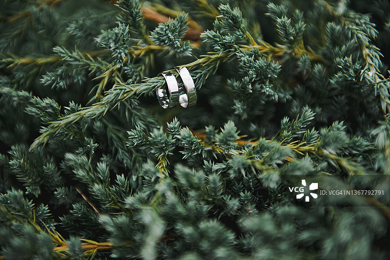 树枝上的白金或银结婚戒指图片素材