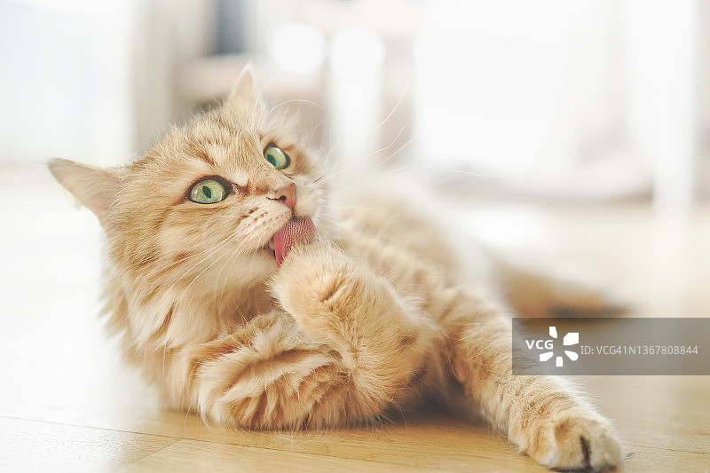 美丽的姜黄色猫咪，绿色的眼睛舔着爪子，躺在木地板上，背景模糊，自然光线图片素材