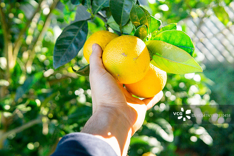 手摘橘子图片素材