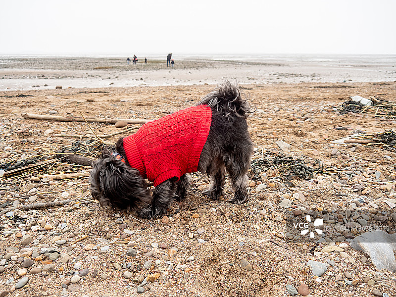 沙滩上的西施犬图片素材