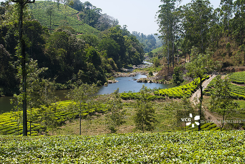 茶园中的小湖风光图片素材