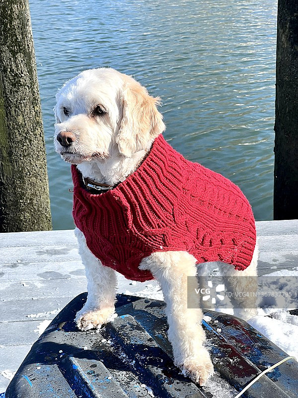 穿着红色毛衣的狗图片素材