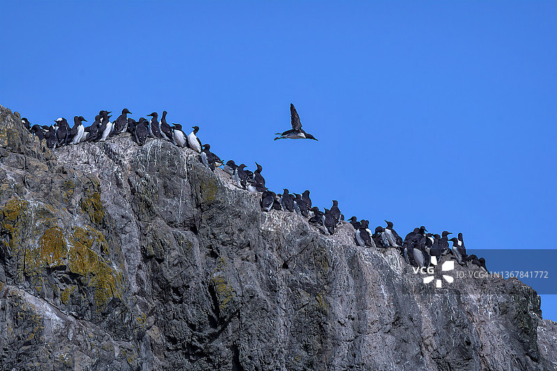 俄勒冈州班登海滩象岩上空飞行的海鸦图片素材