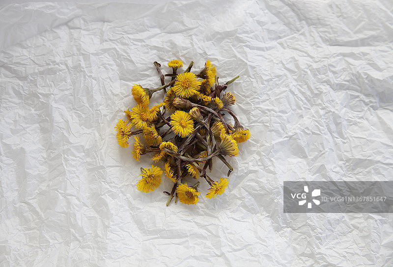 早春款冬花茶图片素材