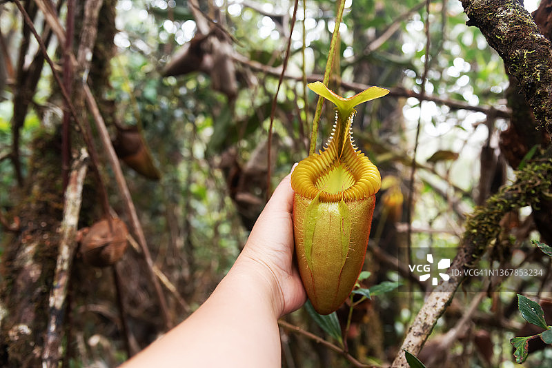 手持马来王猪笼草图片素材