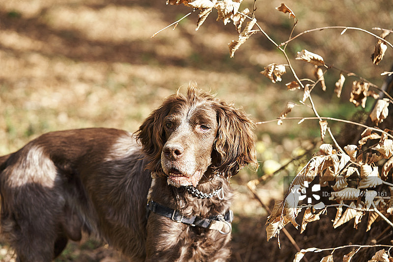 阳光明媚的日子里，棕色可卡犬在公园里散步的侧面视角。雄性可卡犬戴着项圈和胸背带在户外享受图片素材