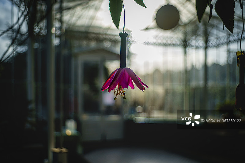 维多利亚式玻璃温室图片素材