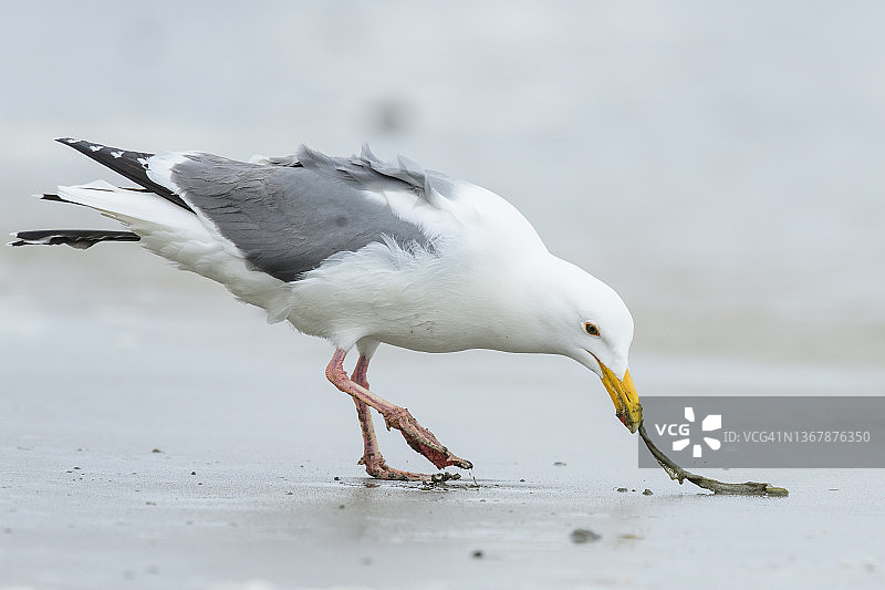 西洋鸥(Larus occidentalis)图片素材