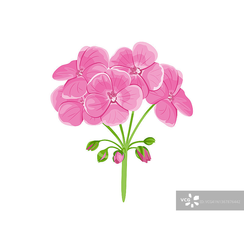 白色背景下的天竺葵：粉色花园花朵卡通扁平风格矢量图图片素材