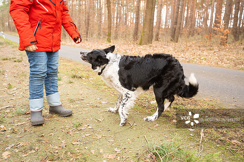 男孩在森林里和边境牧羊犬玩耍图片素材