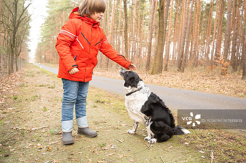 男孩在森林里抚摸边境牧羊犬图片素材