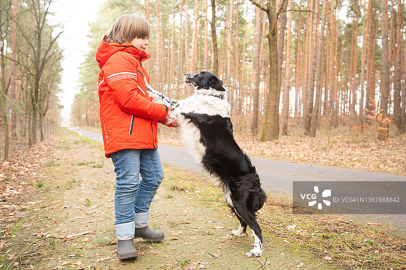 在森林里和小朋友玩耍的边境牧羊犬图片素材