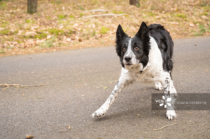 在森林里警戒的边境牧羊犬图片素材