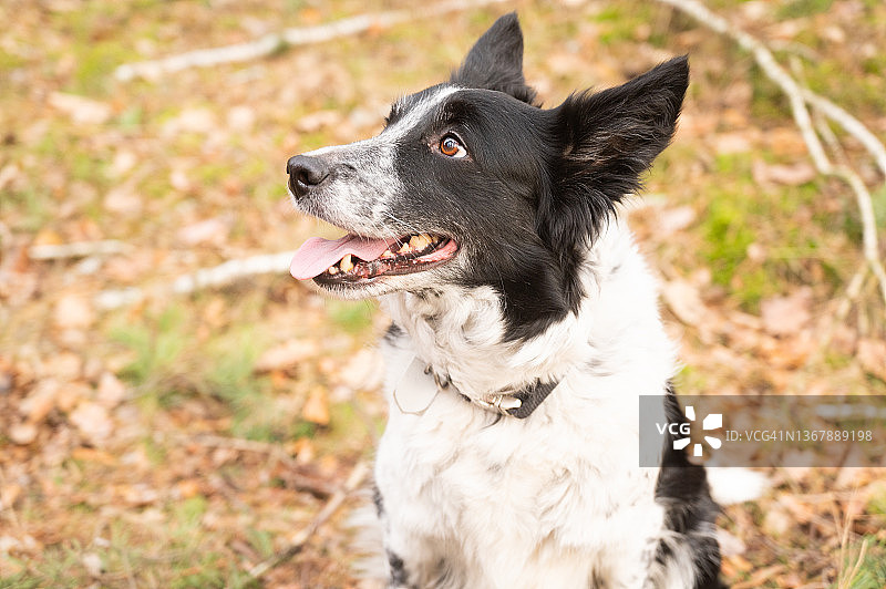 在森林里吐舌头的博德牧羊犬肖像照。图片素材