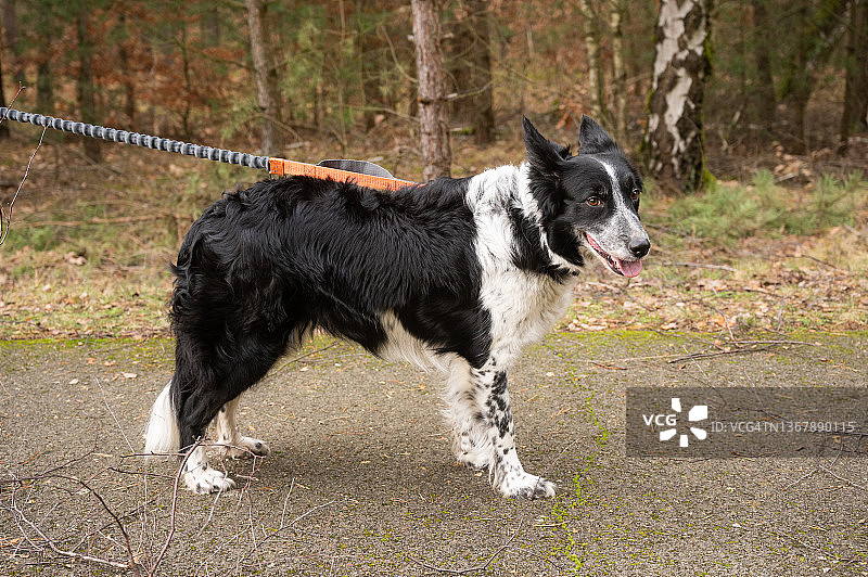 在森林里散步的边境牧羊犬图片素材