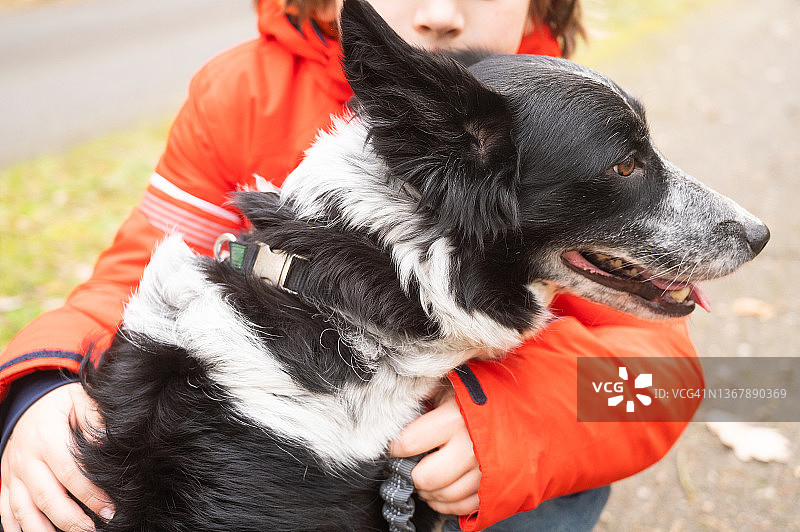 男孩在森林里拥抱他的狗（边境牧羊犬）图片素材
