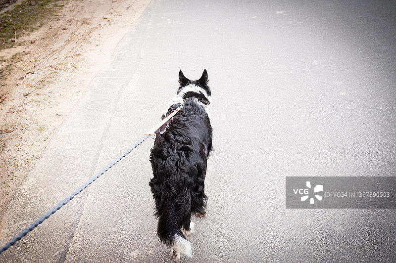 乡村田野中的边境牧羊犬图片素材