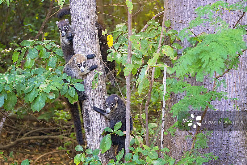 树上的一群白鼻浣熊图片素材