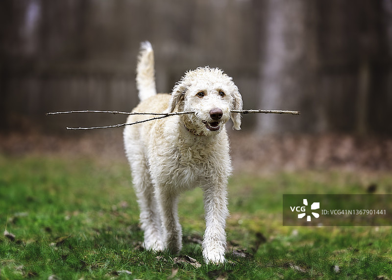 在带树木背景的院子里摆姿势的黄色和奶油色拉布拉多犬幼犬图片素材