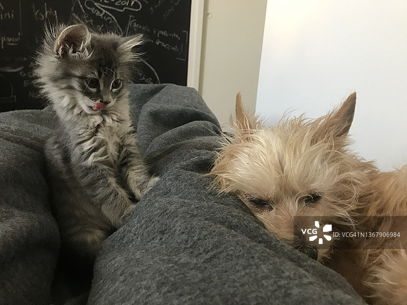 阿加莎图片素材