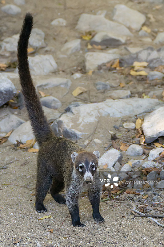 沙地上的白鼻浣熊图片素材