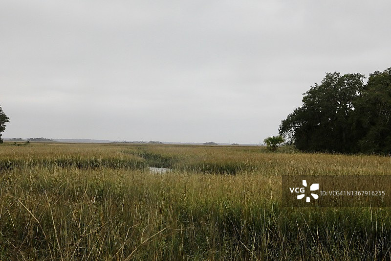 美国南部的沼泽地景观图片素材