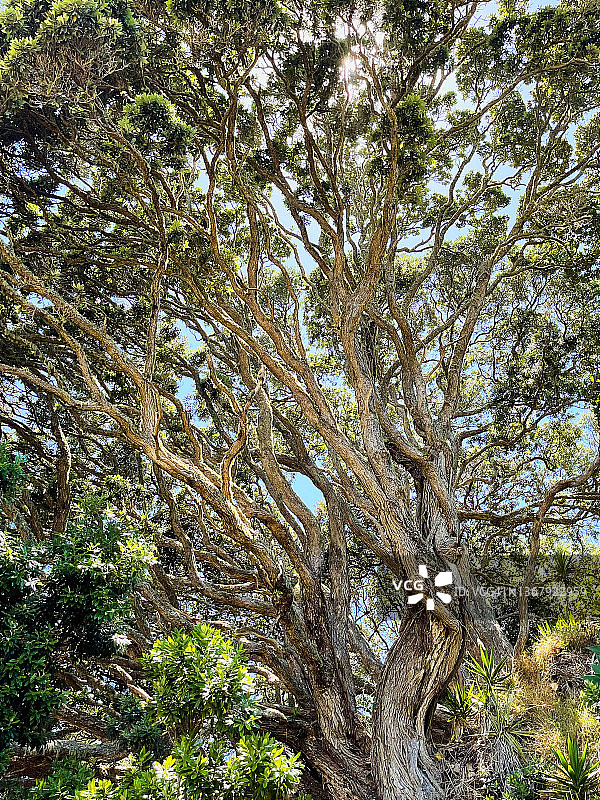 古老的波胡图卡瓦树图片素材