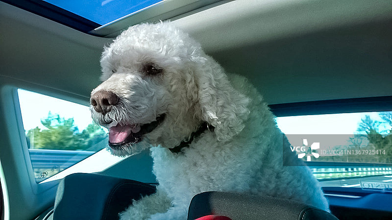 快乐的拉戈托罗马阁犬享受愉快的汽车之旅图片素材