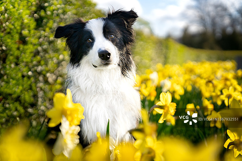 澳大利亚牧羊犬肖像图片素材