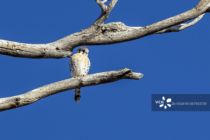 美国红隼图片素材