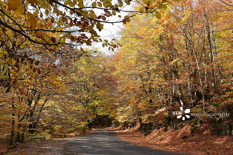 在山毛榉林中旅行图片素材
