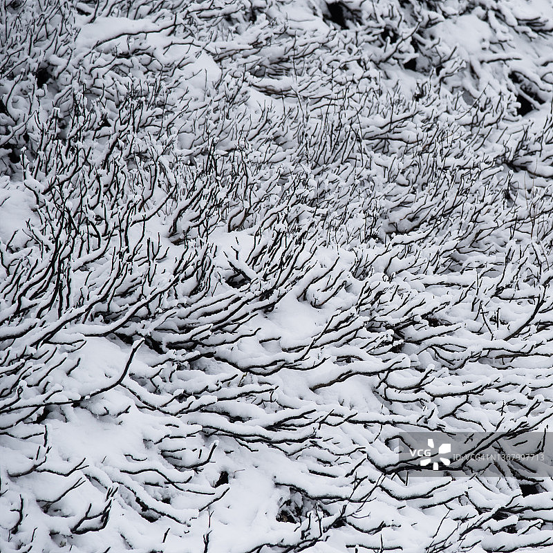 自然界中的高对比度——干燥灌木上的雪图片素材