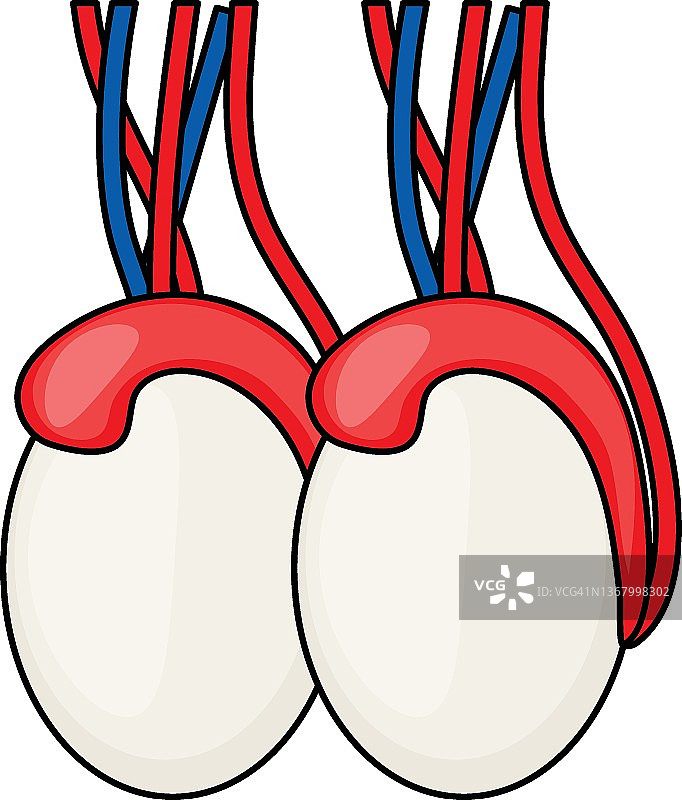 人类阴囊和睾丸概念彩色矢量图标设计，器官系统符号，人体解剖标志，人体部位库存插图图片素材