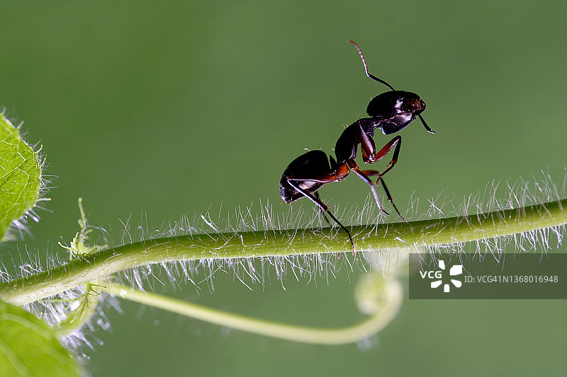 绿背景下的树枝上的黑蚂蚁图片素材