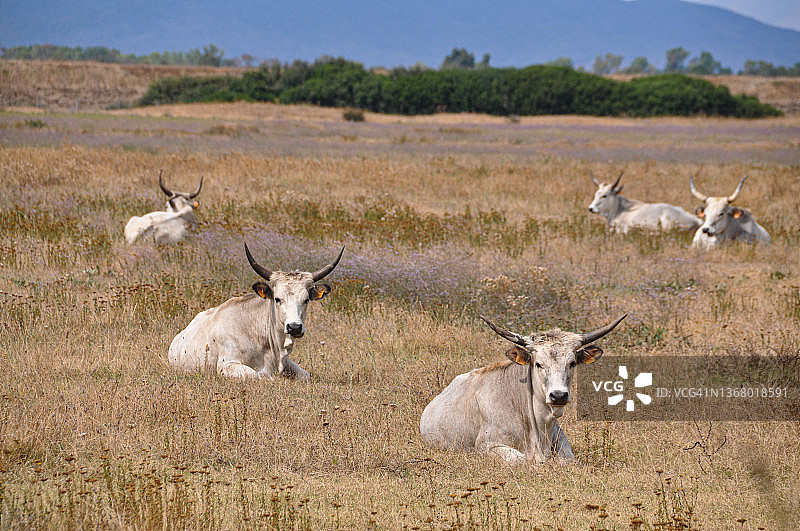 马雷马纳牛图片素材