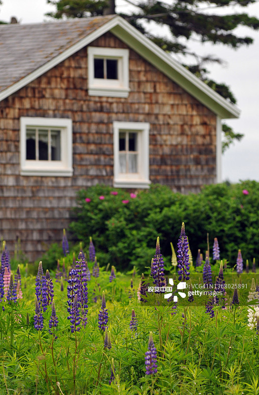 加拿大爱德华王子岛上的羽扇豆和房屋图片素材
