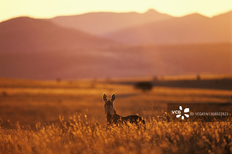 南非山斑马图片素材