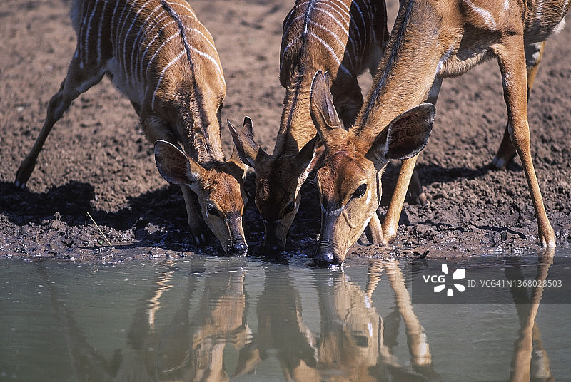非洲南部饮水的母尼亚拉羚羊图片素材