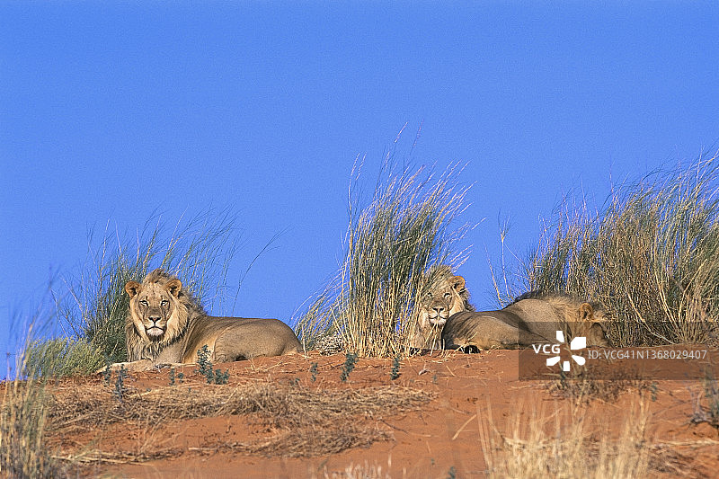 卡拉哈里沙漠沙丘上的三只雄狮图片素材