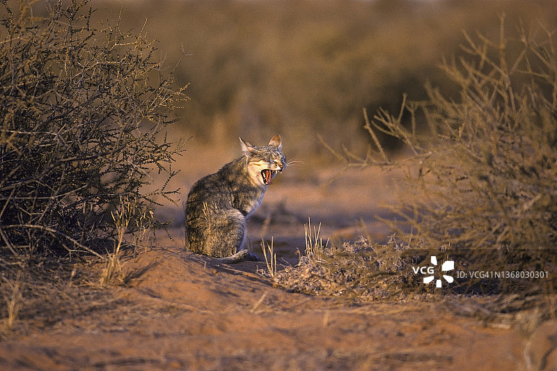 非洲野猫在卡拉哈里沙漠打哈欠图片素材