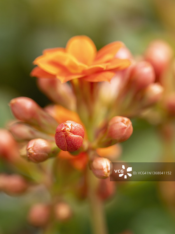 长寿花特写图片素材