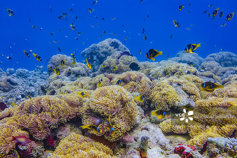 红海潜水：海葵城与小丑鱼群 (埃及马萨阿拉姆)图片素材