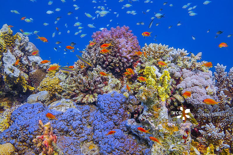 在美丽的珊瑚礁上水下潜水，红海中大量的热带鱼（金鳞鱼-鳞鳍鱼）图片素材