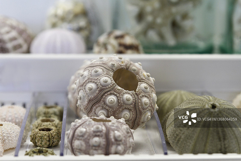 海螺和海蜗牛特写图片素材