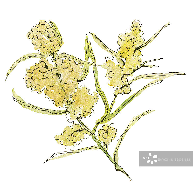 澳大利亚花卉写生：金合欢花，白色背景图片素材