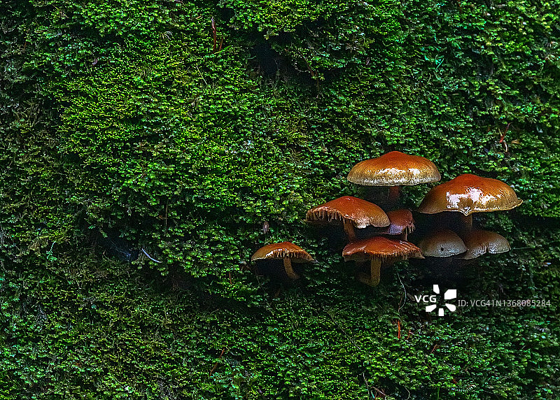 绿色苔藓上的棕色蘑菇图片素材