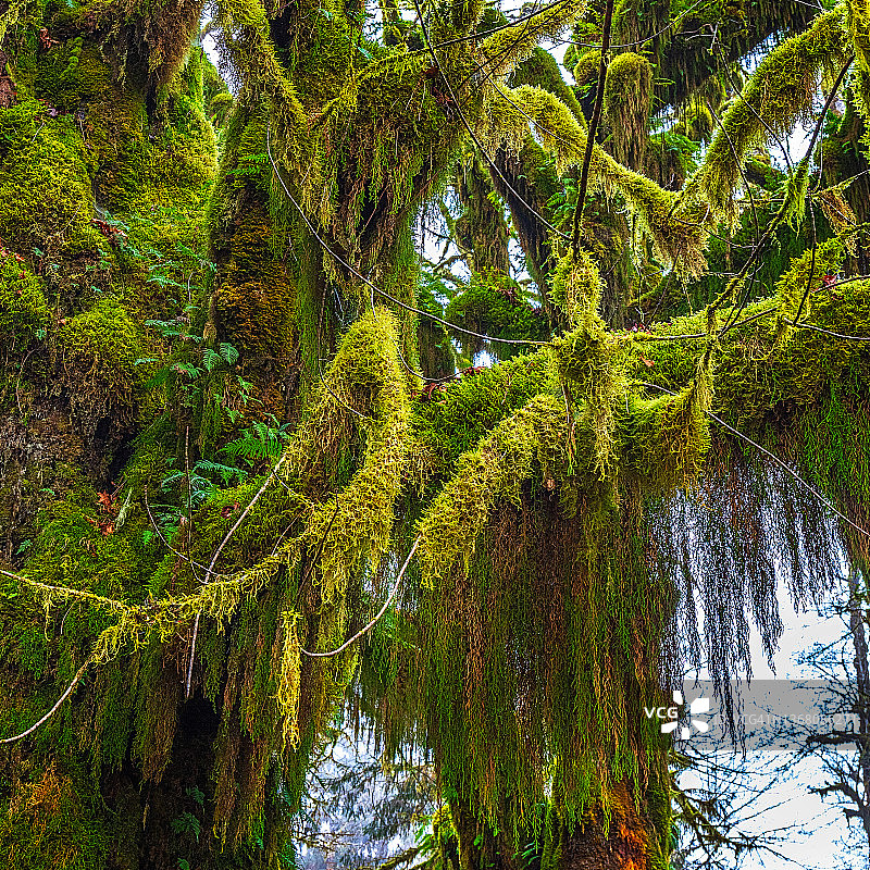 绿色窗帘图片素材
