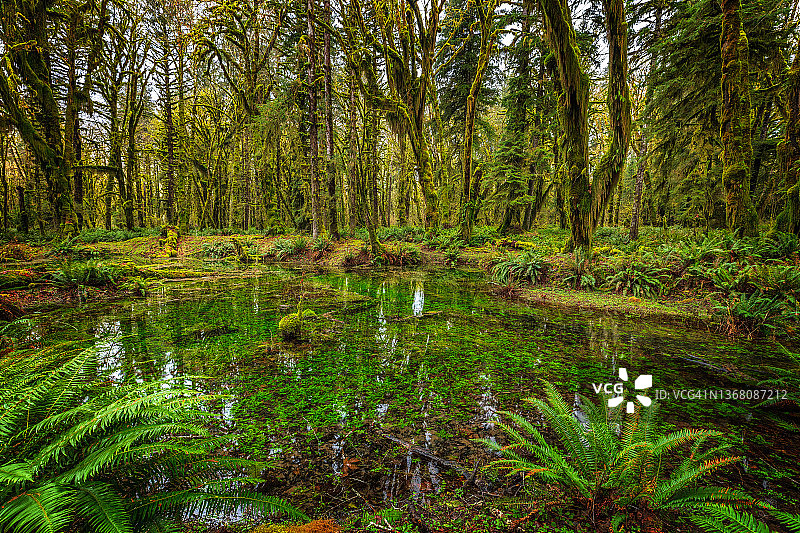 枫树林雨林小径风光图片素材